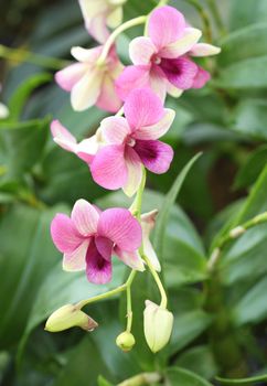 beautiful purple orchid flower