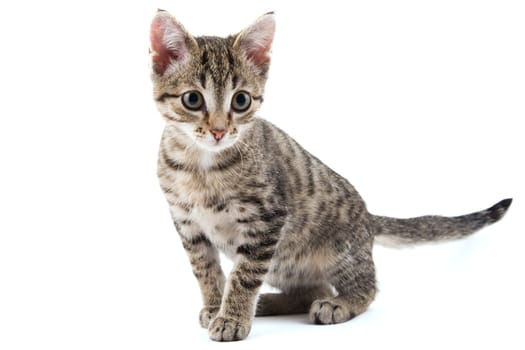 Grey striped kitten on a white background