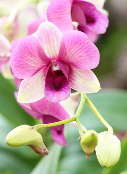 close-up of beautiful purple orchid flower