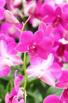 beautiful pink orchid flower