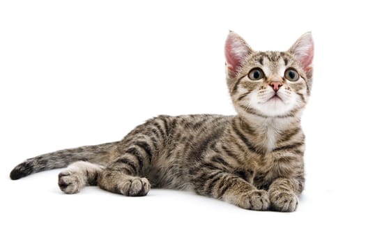 Grey striped kitten on a white background