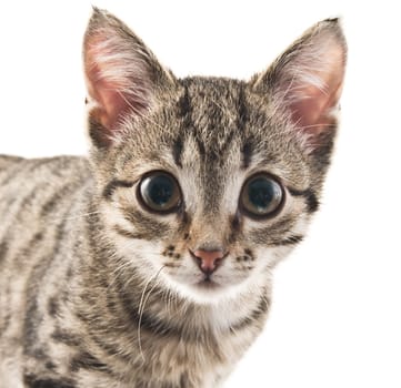 Grey striped kitten on a white background