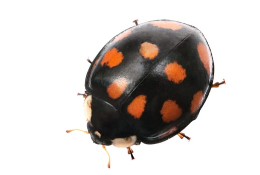 black with red spots ladybug isolated on white background