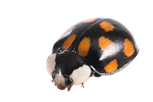 black with yellow spots ladybug isolated on white background