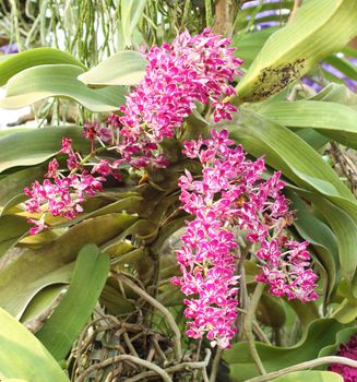 the species orchid (Rhynchostylis) of thailand