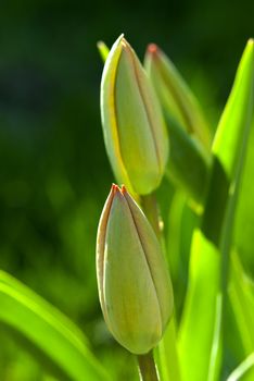 Unopening up buds of tulips.