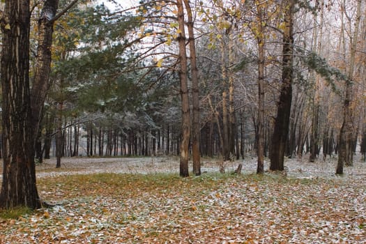 Late autumn the first snow has dropped out