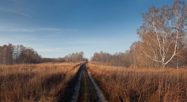 road through the woods in late autumn