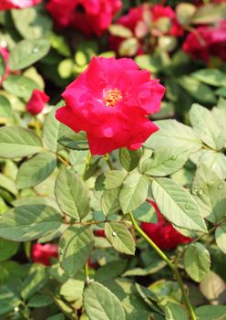 red rose flower in the garden