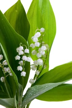 White lilies of the valley in drops of water on a white background