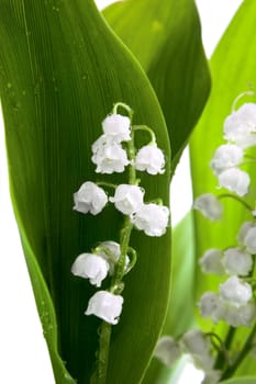 White lilies of the valley in drops of water on a white background