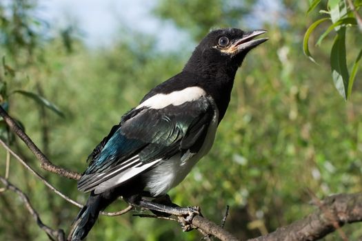 Magpie nestling  sits on a branch of a tree