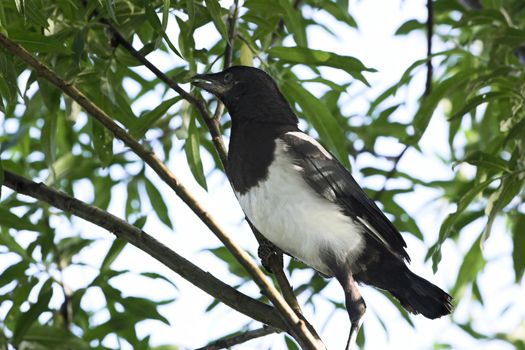 Magpie nestling  sits on a branch of a tree