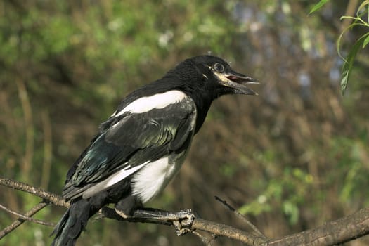 Magpie nestling  sits on a branch of a tree