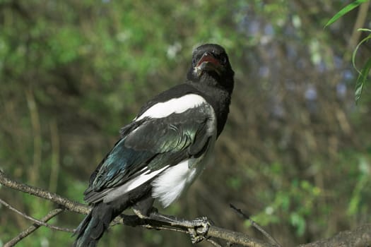 Magpie nestling  sits on a branch of a tree