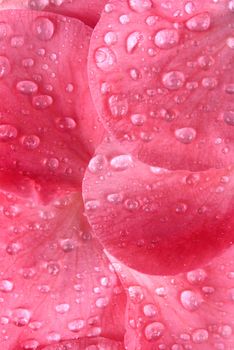 Drops of water on the tender petals of pink color
