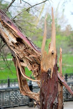 Rampike after hurricane wind in city .