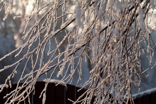 the winter-impression into the frosty afternoon