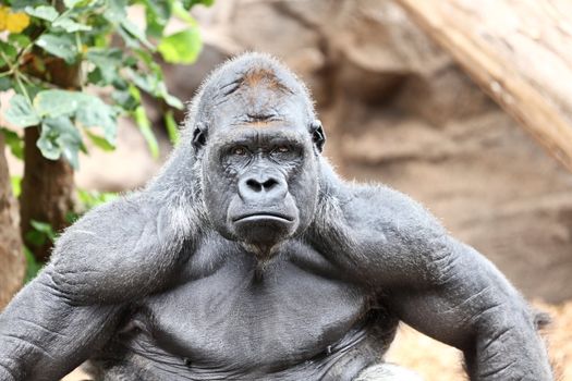 Gorilla - silverback gorilla looking at camera.