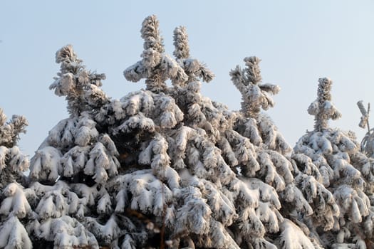 the winter-impression into the frosty afternoon