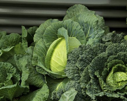 Cabages in a Vegetable Garden, Healthy Eating