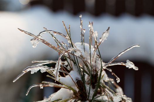 the winter-impression into the frosty afternoon