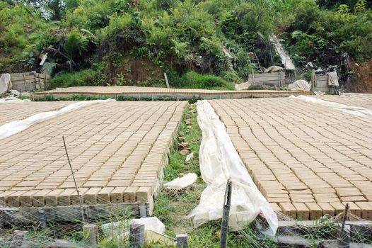 drying clay molds in the manufacturing process of bricks