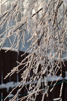 the winter-impression into the frosty afternoon