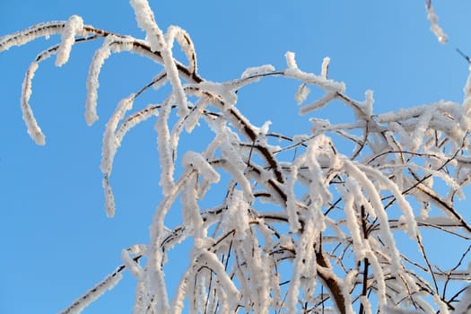 the winter-impression into the frosty afternoon