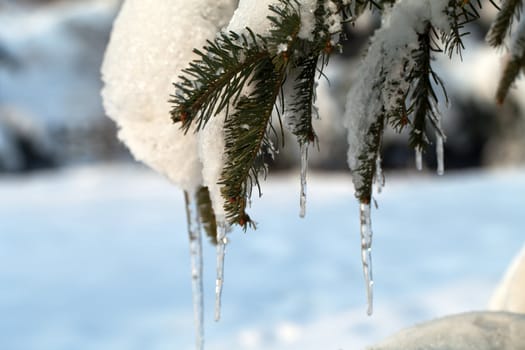 the winter-impression into the frosty afternoon