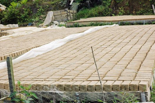 drying clay molds in the manufacturing process of bricks