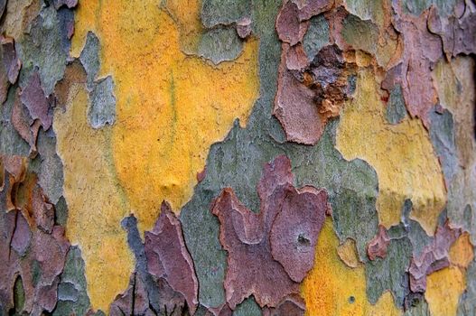 Multi colored bark on a tree in London