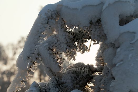 the winter-impression into the frosty afternoon