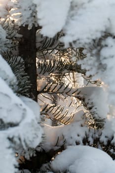 the winter-impression into the frosty afternoon