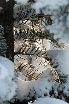 the winter-impression into the frosty afternoon