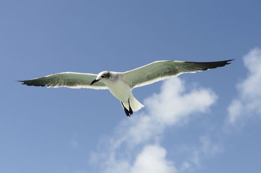 A beautiful seagull ias flying in a blue sky