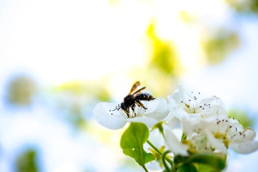 A bee pollinates a flowering tree .