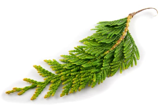 Close-up photo of thuja twig on a white background