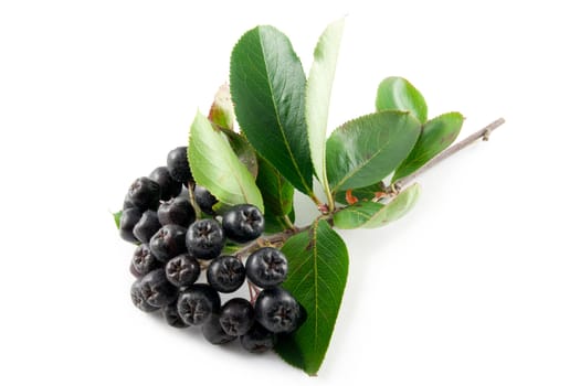 Black Aronia berries on a white background