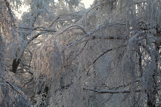 the winter-impression into the frosty afternoon