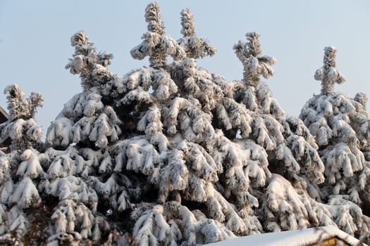 the winter-impression into the frosty afternoon