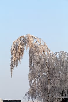 the winter-impression into the frosty afternoon