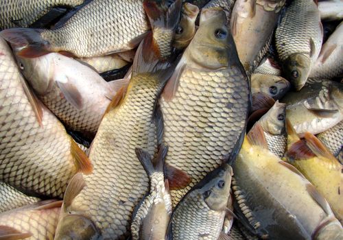 carp caught from the pond before sorting