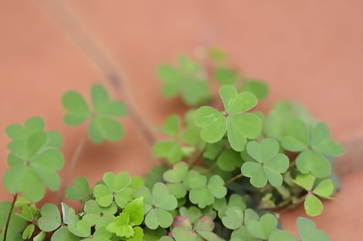 Green clover leaves