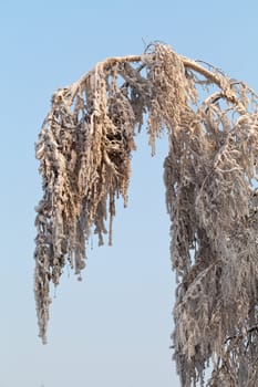 the winter-impression into the frosty afternoon