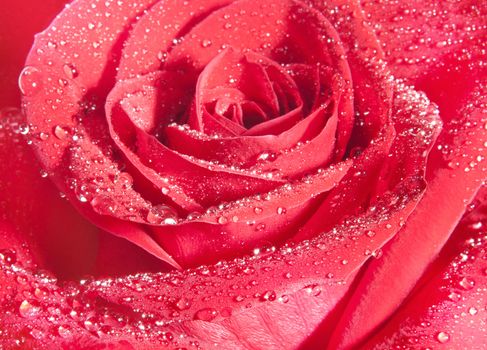 background of red rose flower, close-up decoration