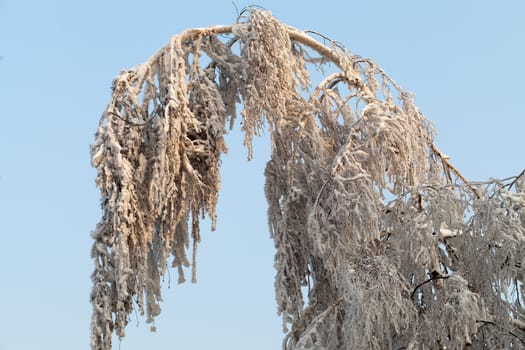 the winter-impression into the frosty afternoon
