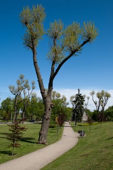 paved sidewalk in the city park