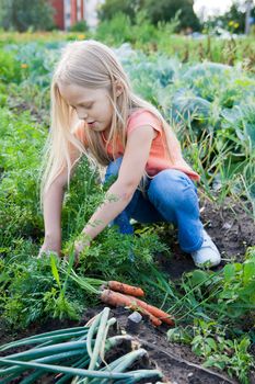 Little girl with bunch of carrots in vegetable garden