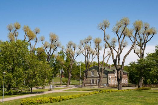 City park with strange nude trees